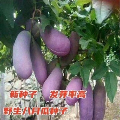 野生八月瓜种子紫果八月瓜树种子庭院爬藤植物食用水果八月炸种子