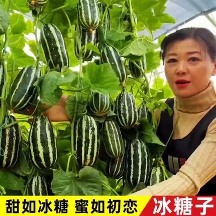 冰糖子甜掉牙甜瓜种子一年四季种植高产香瓜种子瓜籽庭院水果种子