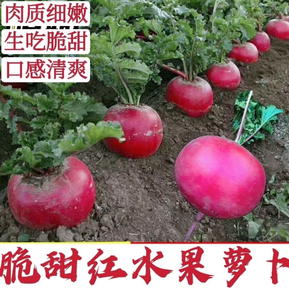 七叶红萝卜种子春夏秋播东北雌性大红萝卜种籽红皮白心萝卜种孑