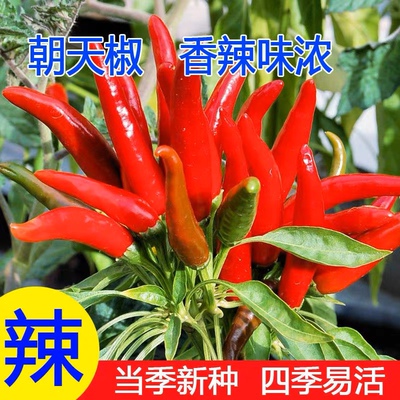 朝天椒种子种籽辣椒苗正宗小米辣小米椒南方四季盆栽辣椒种子