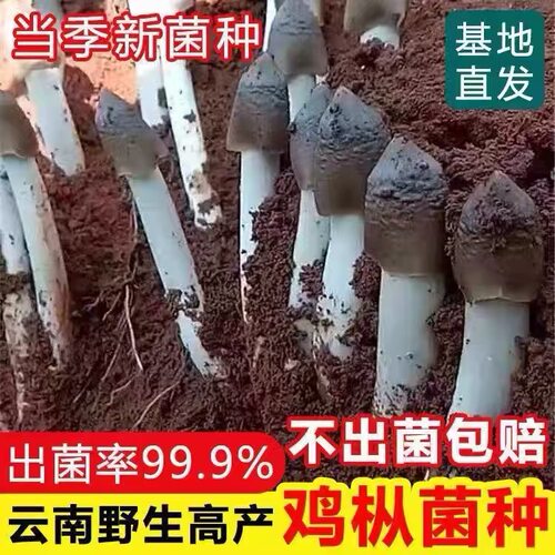 食用鸡枞菌原种菌种包高产菌伞把菇三塔菌鸡肉菌夏至菇四季种菌种