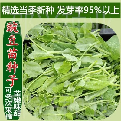 豌豆苗种子无须豌豆尖甜豌豆荷兰豆种籽四季播蔬菜种子