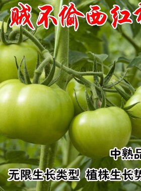 贼不偷西红柿种子绿皮 东北柿子绿番茄种籽 大番茄种子四季蔬菜籽