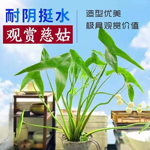 慈姑种苗茨菇种球慈菇水培茨菰阳台净化水质鱼缸造景水草水生植物