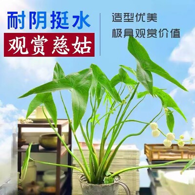 慈姑种苗茨菇种球慈菇水培茨菰阳台净化水质鱼缸造景水草水生植物