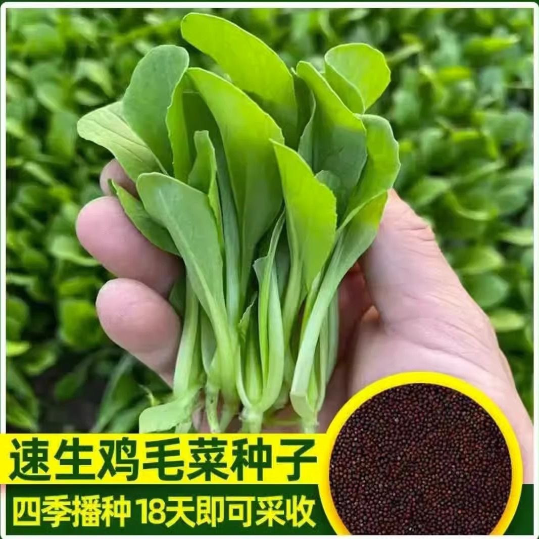 速生鸡毛菜种子小油菜小白菜生长快易种植盆栽阳台庭院