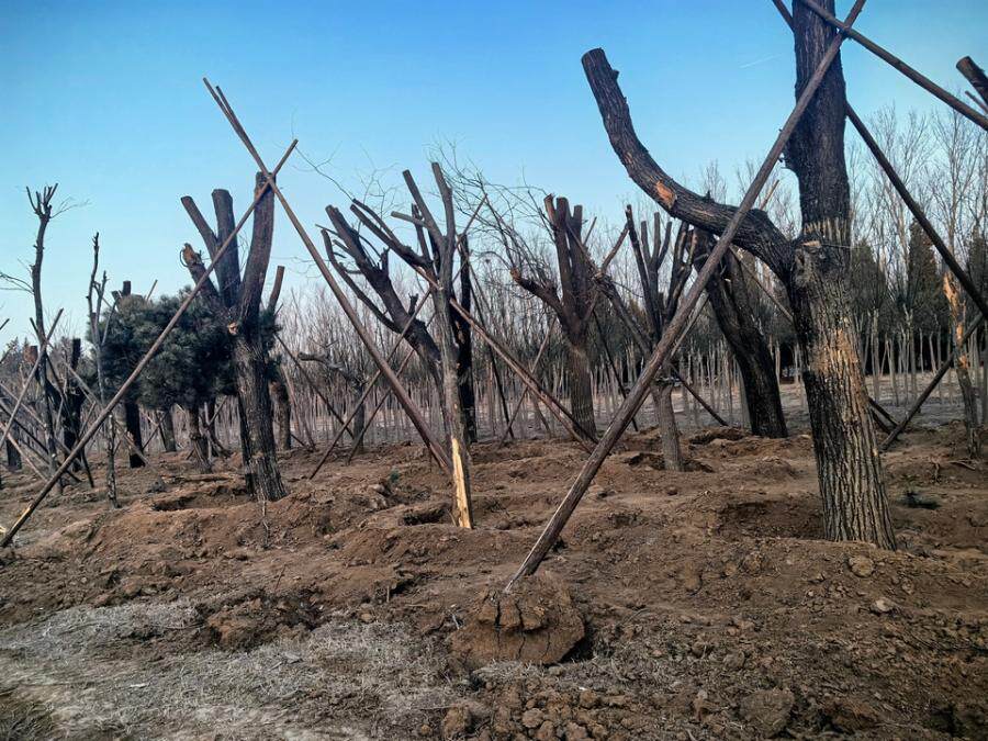 标的1:北京顺义大龙城乡建设开发有限公司树木一批（约16917株）