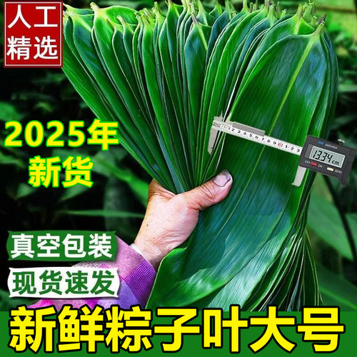 正品官方旗舰店正宗农家粽叶新鲜粽子叶大号粽叶包粽子专用叶子