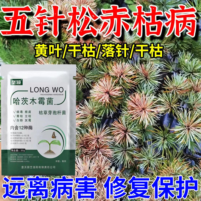 五针松赤枯病专用肥料叶子枯萎黄叶落针叶发黄干枯白粉病虫营养液