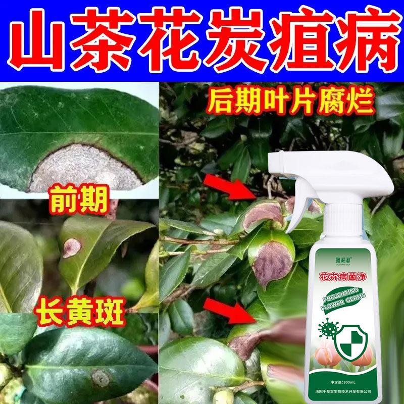 【茶花病害清】炭疽病黑斑黄叶烂根灰霉软腐病山茶花专用肥营养液,鲜花速递/花卉仿真/绿植园艺,家庭园艺肥料,淘宝优惠券,粉丝福利购,淘宝优惠卷