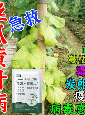 丝瓜黄叶病丝瓜叶发黄叶斑病霜霉病丝瓜防病害防枯萎减产叶面肥
