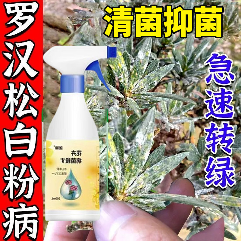 罗汉松白粉病专用营养液肥料叶片上有白粉长白色粉末白斑叶斑黑斑