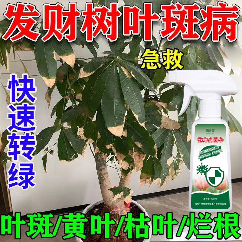 发财树叶斑病专用营养液叶子黄斑黄叶细菌真菌性网状枯叶烂根肥料,鲜花速递/花卉仿真/绿植园艺,家庭园艺肥料,淘宝优惠券,粉丝福利购,淘宝优惠卷