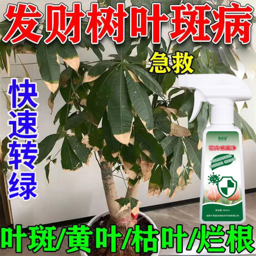 发财树叶斑病专用营养液叶子黄斑黄叶细菌真菌性网状枯叶烂根肥料