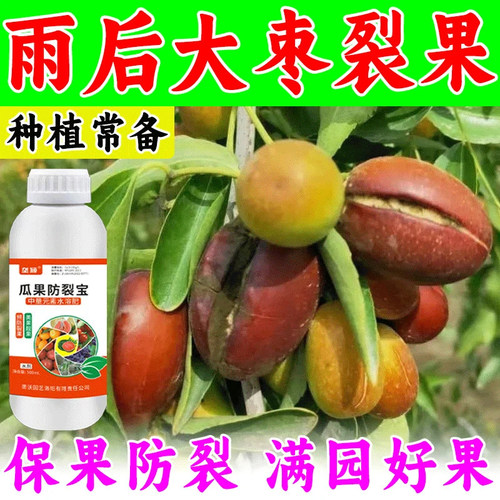 雨后大枣裂果专用肥料防裂果畸形
