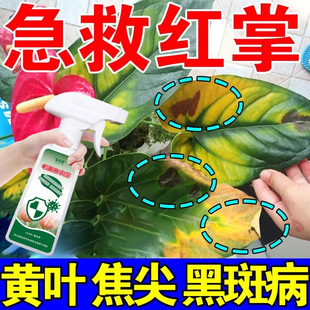 红掌叶子发黄病专用肥料叶子干枯发黄枯萎病叶斑病叶枯病黑斑喷剂