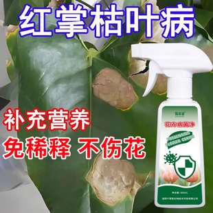红掌枯叶病专用肥料叶子发黄叶斑病枯萎病黑斑病干枯不开花营养液