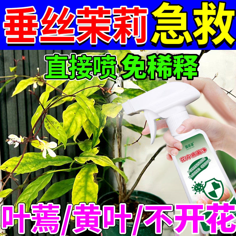 垂丝茉莉专用营养液免稀释液体肥催花绿叶壮苗延长花期植物营养液