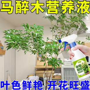 马醉木专用水培营养液枝叶繁茂叶色鲜艳开花旺盛饱满促长补充养分