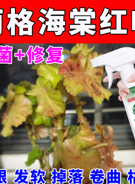 丽格海棠长红色的叶子干边焦边干枯叶杆红黄叶叶斑掉叶烂根专用剂