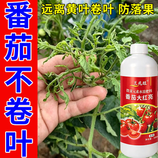 番茄卷叶缩叶专用肥西红柿卷叶不长叶子枯黄千禧果小叶干枯水溶肥