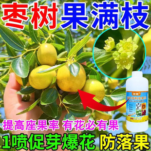 枣树果满枝落花落果只开花不结果授粉不足坐果率低催花授粉坐果灵