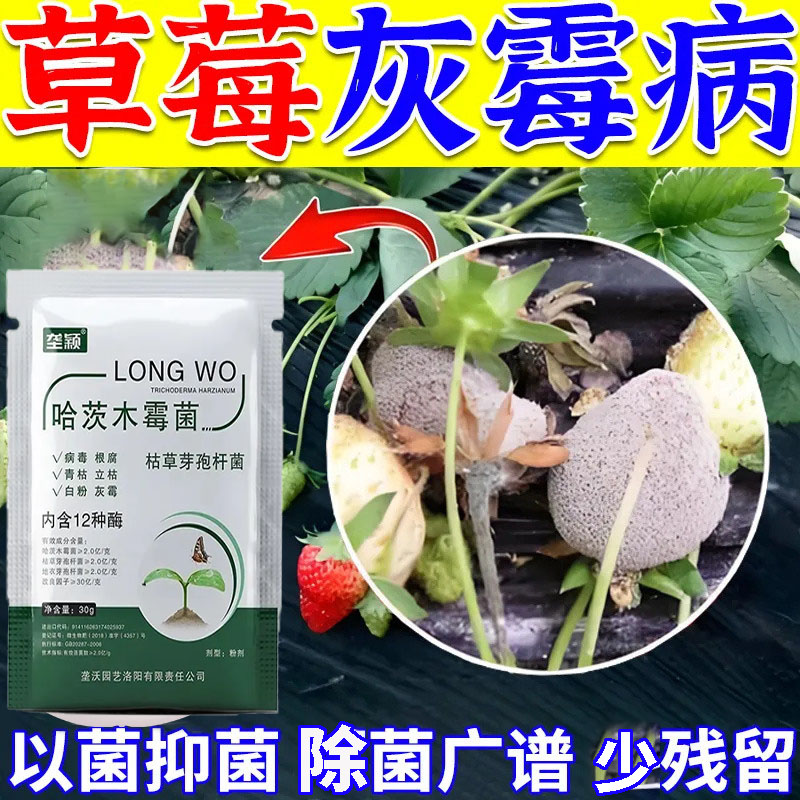 草莓灰霉病专用肥料叶面长灰斑腐烂真菌细菌草莓抗病增产叶面肥