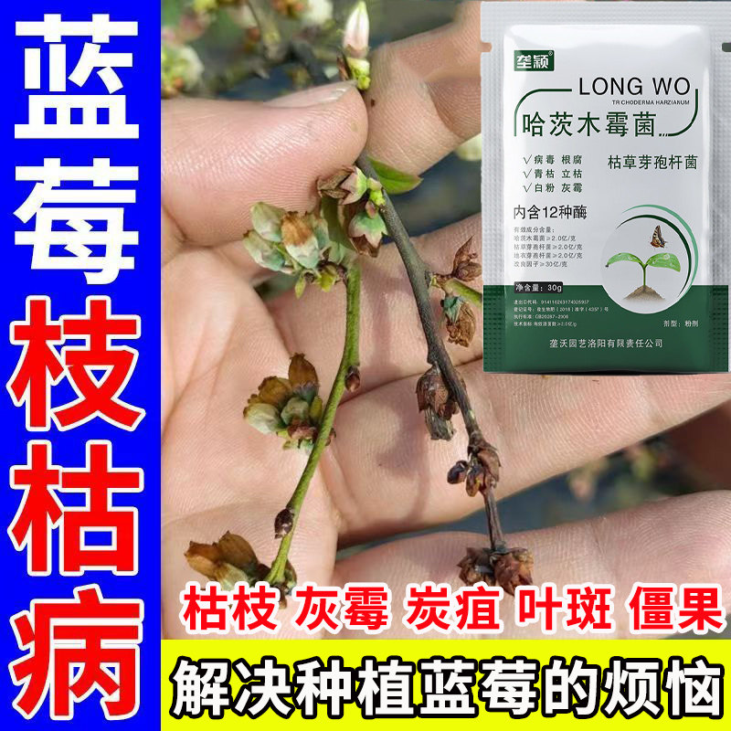 蓝莓枯枝灰霉病专用生物菌剂蓝莓增产肥料防黄叶枯叶斑点僵果干瘪图片