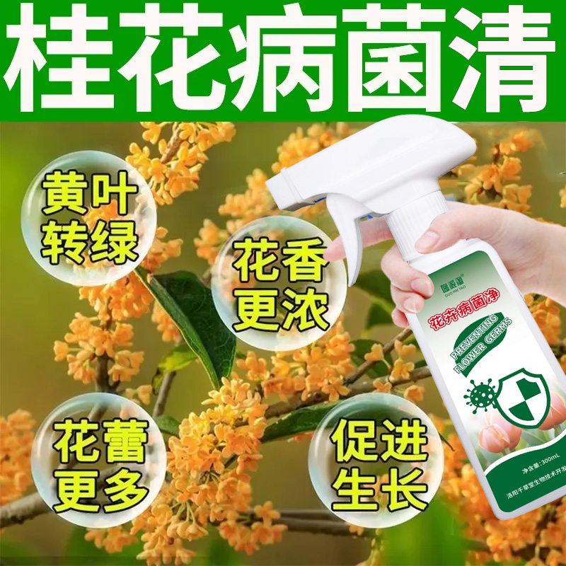 桂花病害清专用营养液喷剂菌立清枯焦干尖黄叶枯枝烟煤黑星白粉病