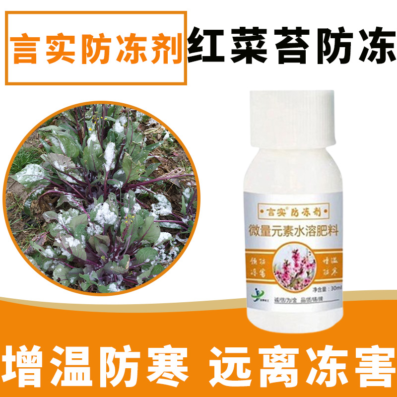 红菜苔苗【不怕冻】室外过冬防冻出苔专用剂耐寒抗冻解冻害抗低温