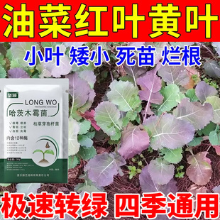 油菜红叶黄叶病专用肥抑菌剂防止油菜根肿烂杆白粉炭疽叶子发红病