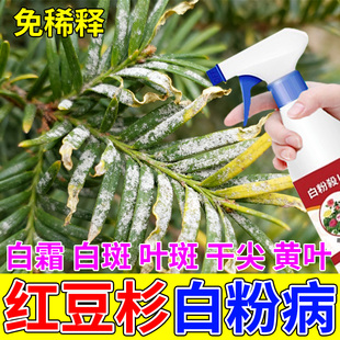 红豆杉白粉病专用营养液白娟白霜白斑黑斑叶斑干尖黄叶直喷营养液