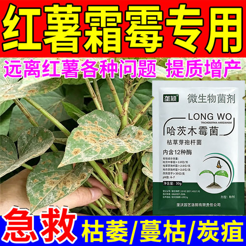 红薯专用叶面肥霜霉病急救