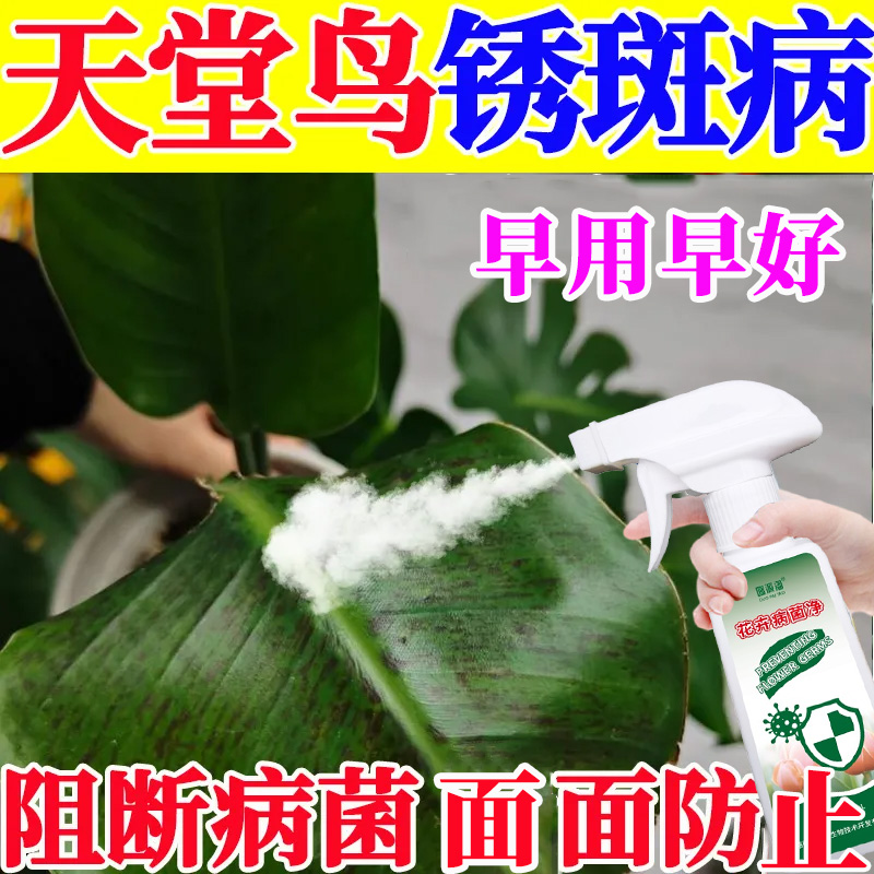天堂鸟锈斑病用多菌灵营养液抑菌剂叶子锈斑根茎铁锈斑干尖叶斑病