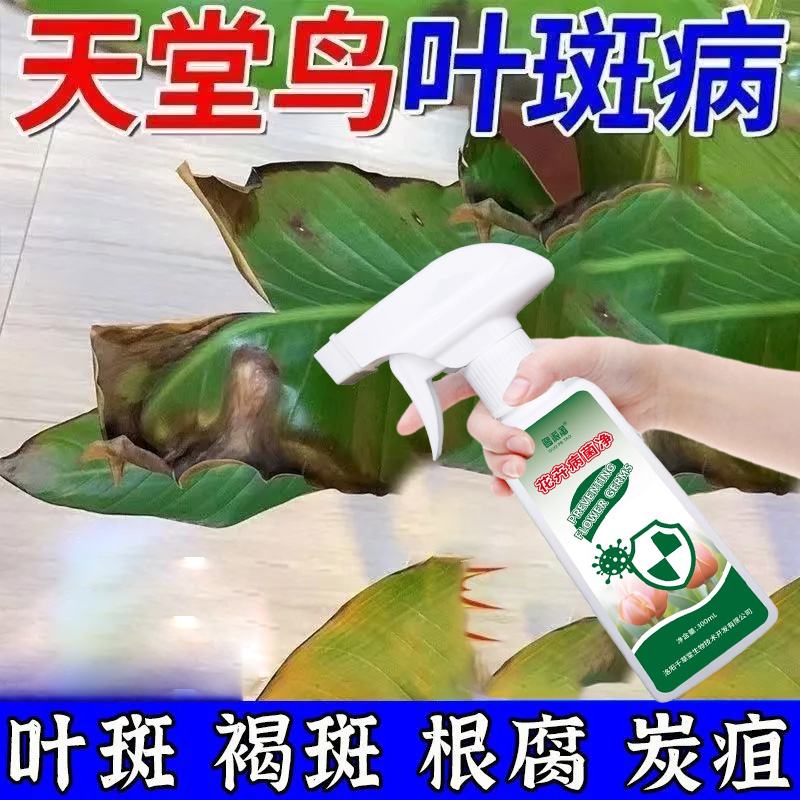 天堂鸟叶斑病专用营养液叶尖枯焦黄色斑点炭疽纹枯叶黄黑斑锈病肥