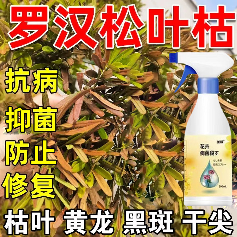 罗汉松叶子发黄树枝干枯营养液肥料枯枝黄叶落叶干枯叶子枯萎卷萎
