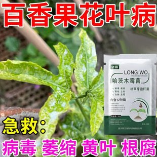 百香果叶子枯黄卷曲急救小叶花叶病皱皮病百香果专用叶面肥速转绿
