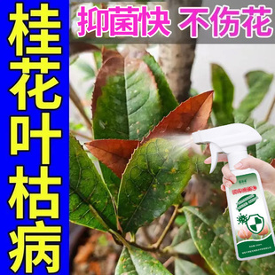 【桂花树叶枯专用营养液】叶子枯焦枯黄干尖铁锈真菌枯萎掉叶落叶