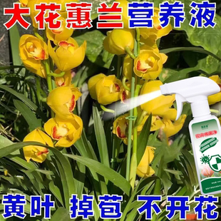大花惠兰黄叶掉苞不开花专用病菌清营养液大花惠兰抗病抗害专用肥