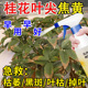 桂花树枯叶病专用药焦尖落黄叶叶枯叶子枯萎掉落黑斑病专用杀菌剂