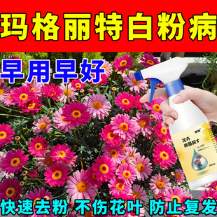 玛格丽特花白粉病清菌剂营养液叶片小白斑白点白霜卷曲皱缩落枯叶