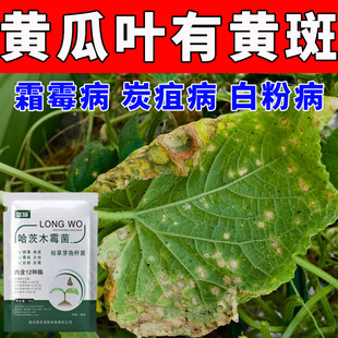 黄瓜叶片白色黄色圆形斑点黄斑病专用肥发黄白霜焦叶干边绿中带黄