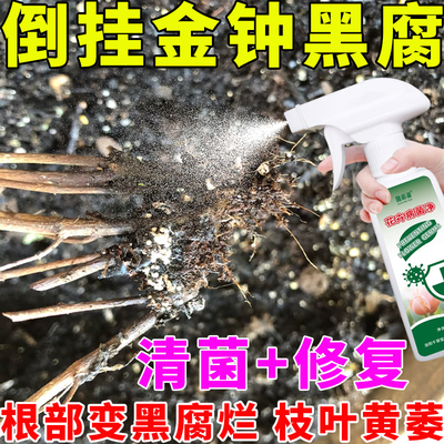 倒挂金钟黑腐病专用清菌剂根部腐烂茎秆变黑发软叶子发黄脱落褐斑