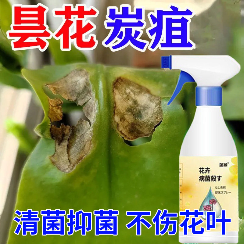 昙花炭疽黑斑病专用营养液叶斑白粉白斑白点黄叶干瘪病免稀释肥料,鲜花速递/花卉仿真/绿植园艺,家庭园艺肥料,淘宝优惠券,粉丝福利购,淘宝优惠卷