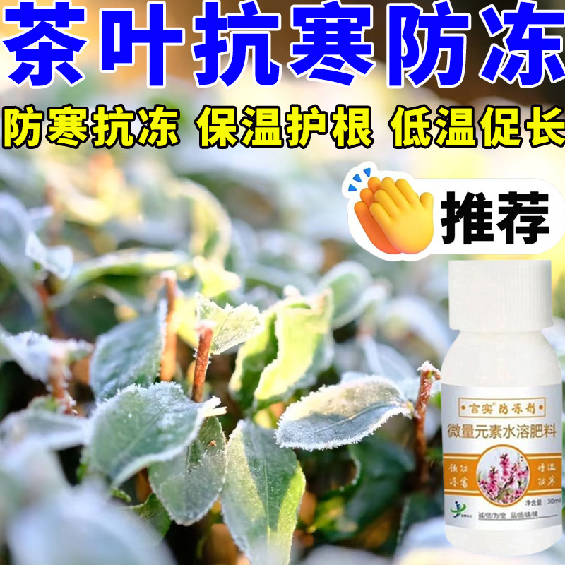 茶叶防冻抗冻抗寒抗旱促芽营养剂催芽增产防病冻害长得快促早壮芽