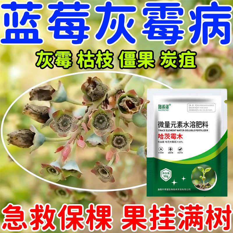 蓝莓灰霉病专用肥料清菌剂灰霉枯枝僵果炭疽蓝莓病害清叶面肥图片