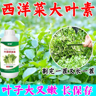 西洋菜专用肥叶菜猛长蔬菜肥料叶厚叶片嫩绿叶菜速长叶面肥绿油油