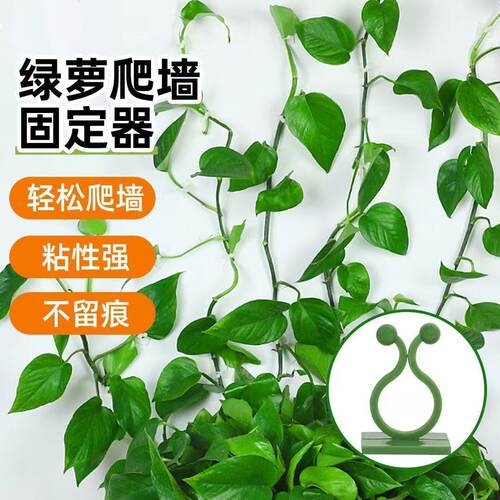 绿萝功能爬墙上神器绿植专用卡子强力墙面绕固定器免打孔自粘挂钩
