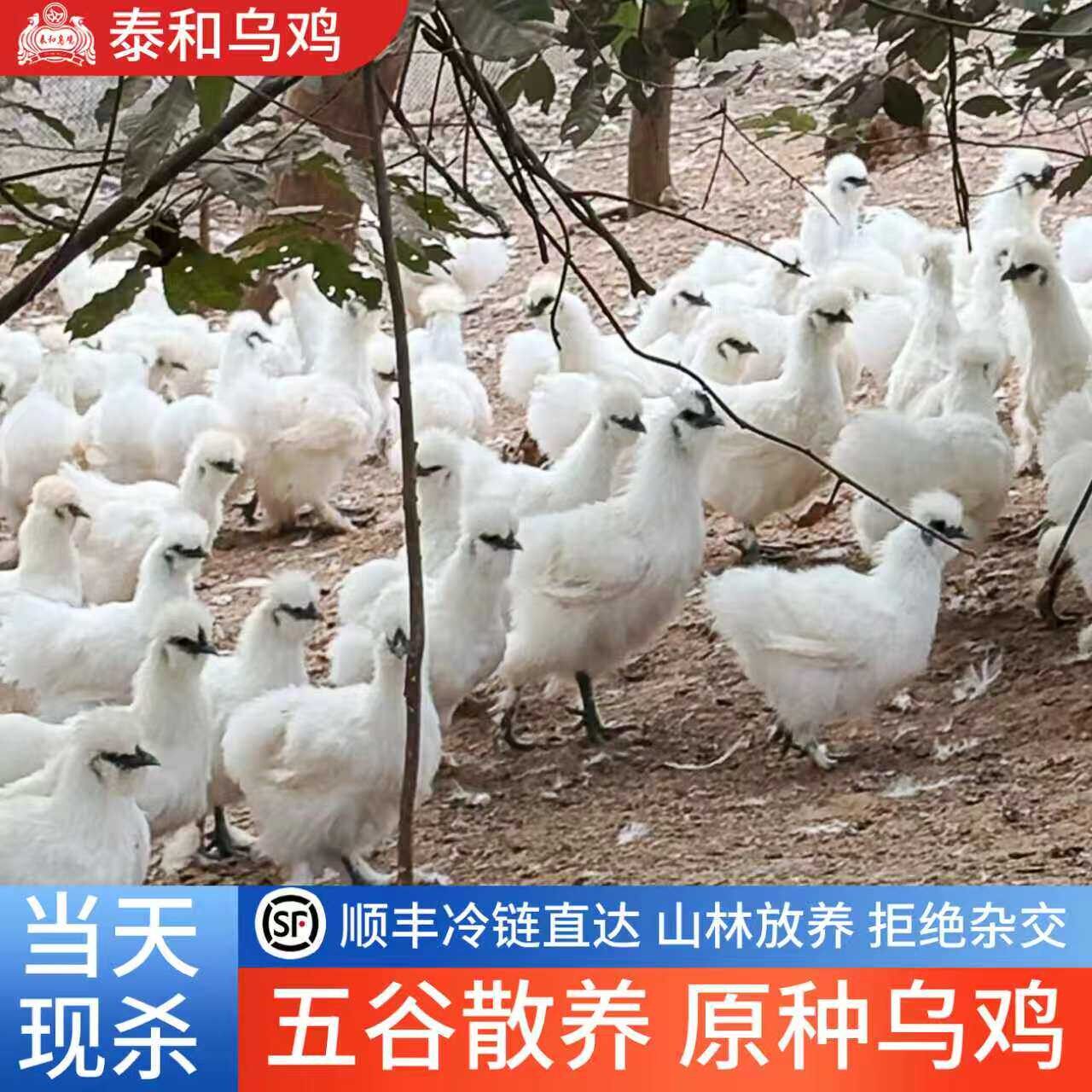泰和乌鸡新鲜现杀正宗原种乌骨鸡农家散养江西原产地土鸡白凤乌鸡