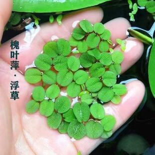 古法养鱼净化水质槐叶浮萍兔耳浮萍养鱼龟虾水培新手懒人繁殖快
